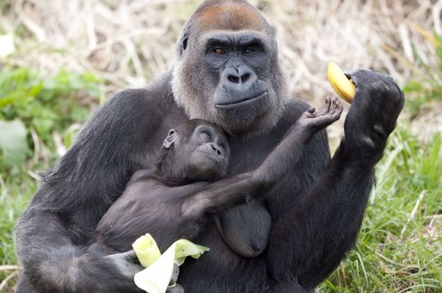 Hands-banana-Grumpy-gorilla-mum-finds-favourite-fruit-irresistible-share-baby-son.jpeg