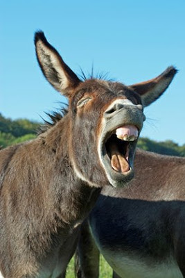 donkey-braying.jpg