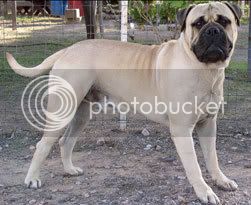 Mastiff.jpg