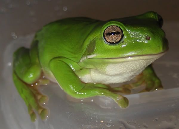 Froggy3.jpg