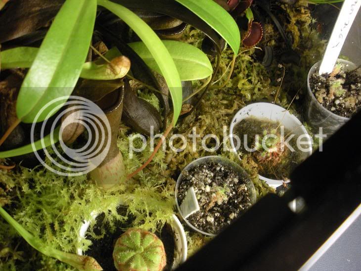 CPterrarium005.jpg