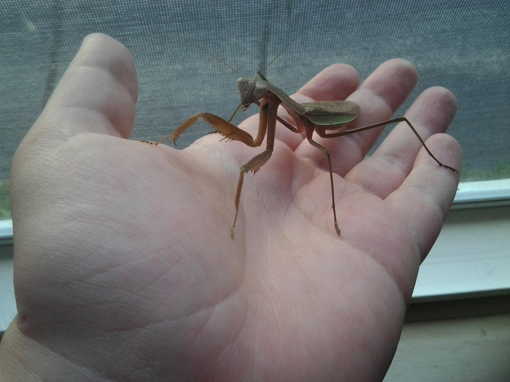 _8__adult_female_tenodera_sinensis__cheech_by_alexandersmantids-d7tp6jy.jpg