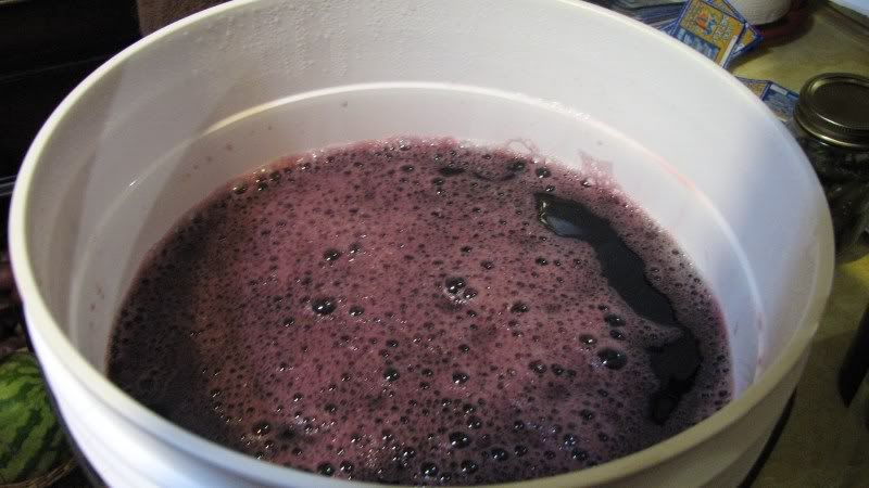 Blackberry-BlackCurrant.jpg