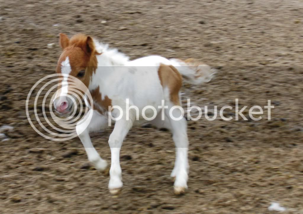 foals09-4023.jpg