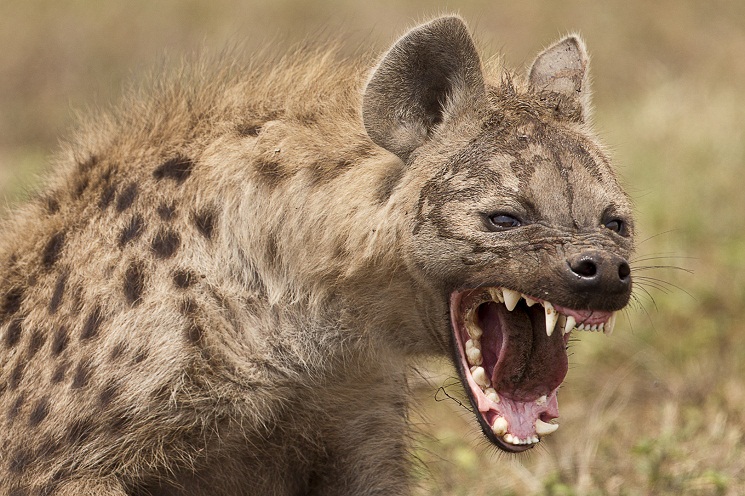 Spotted-Hyena.jpg