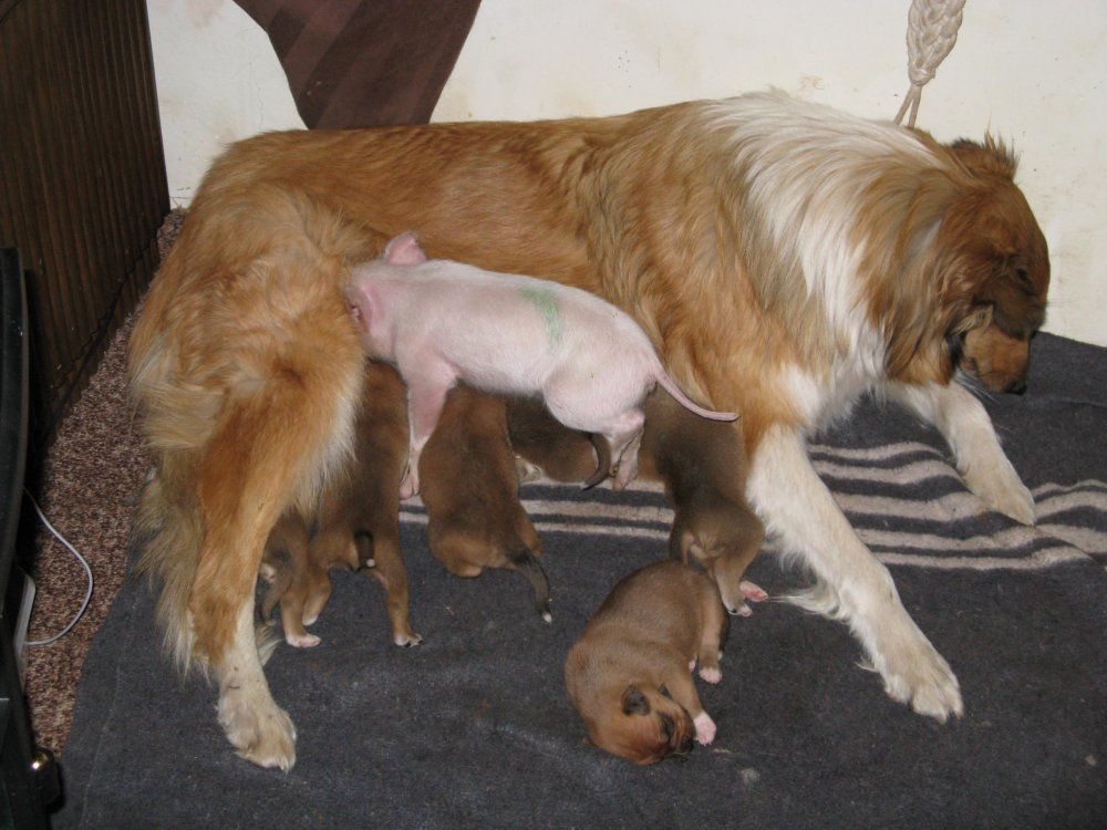 dogjessienursingpigsmfp9.jpg