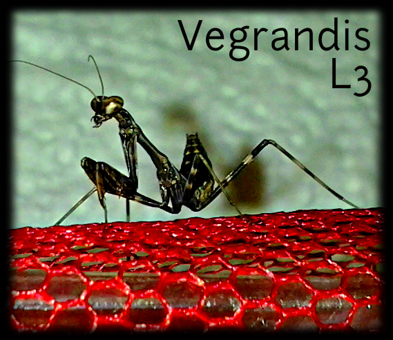 vegrandis__l3_parasphendale_agrionina_by_alexandersmantids-d6l0w9u.jpg