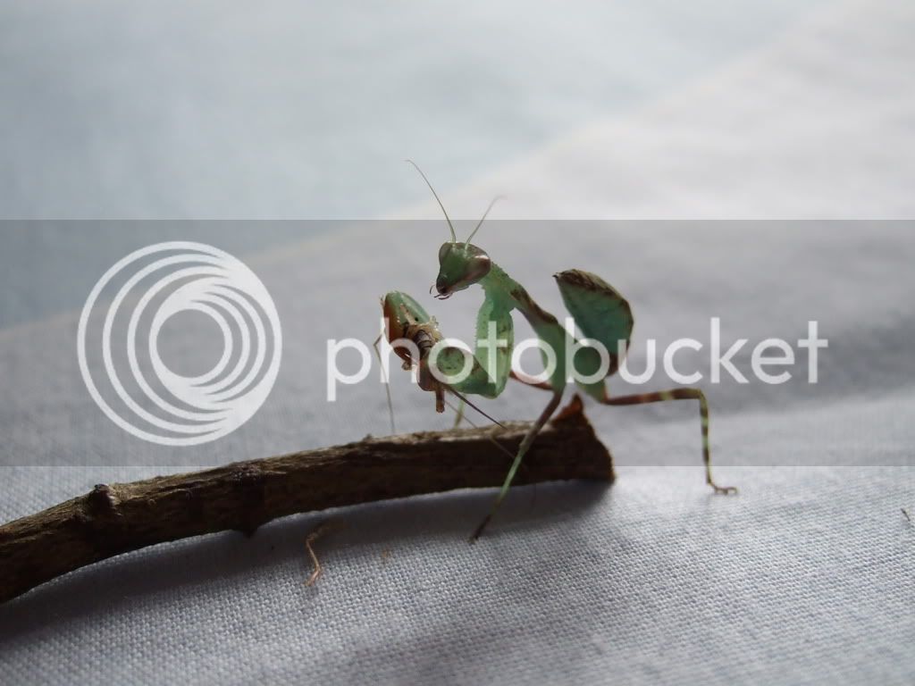 Mymantids017.jpg