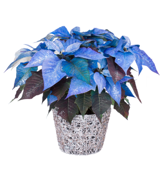 bluepoinsettia.png