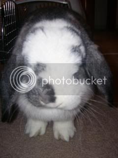 Bunnypictures-Leanne016.jpg