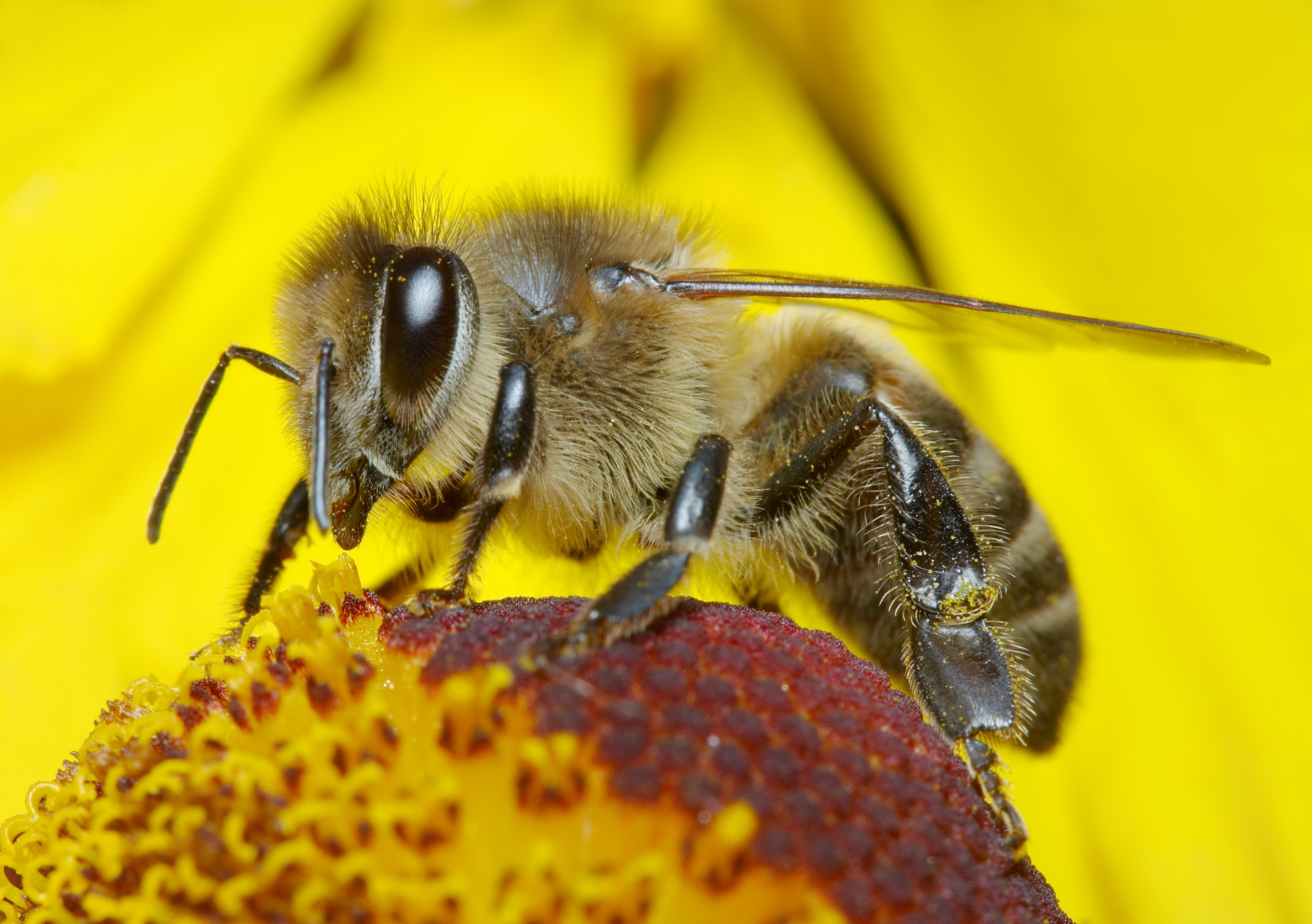 bee-covered-in-pollen.jpg
