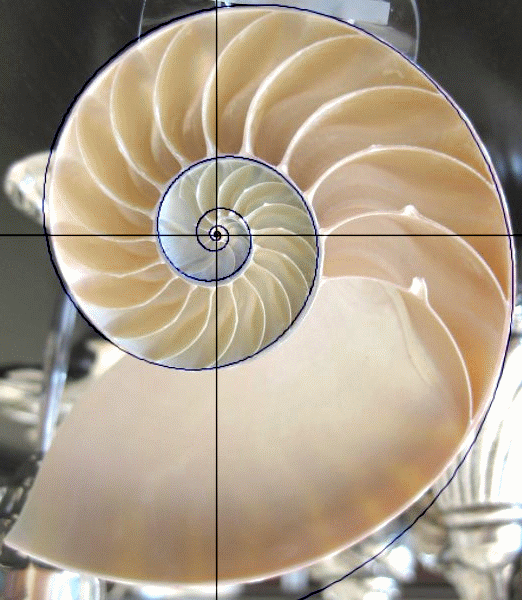 nautilus-shell-with-golden-ratio-spiral-overlay-2.gif