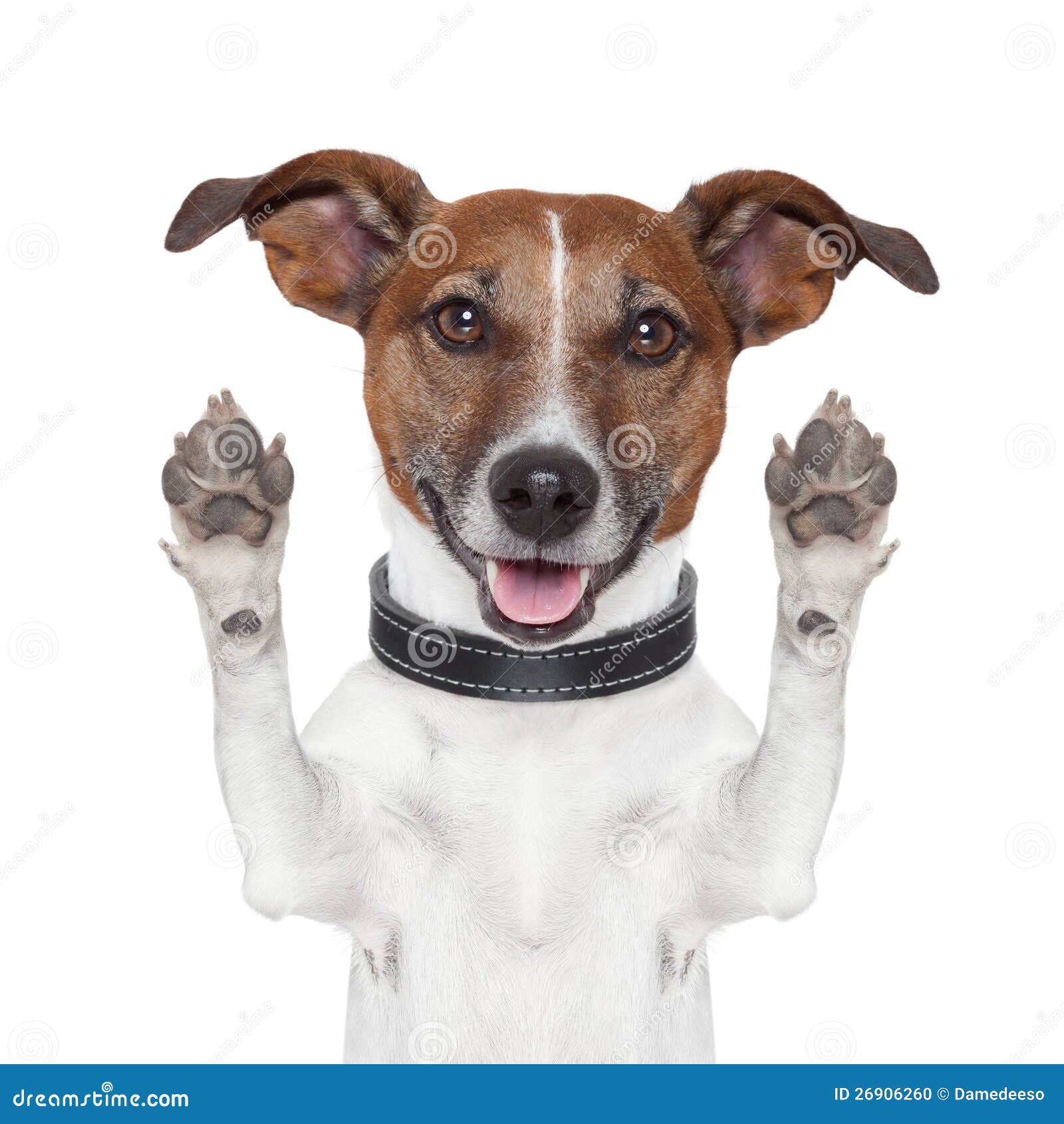 hello-goodbye-high-five-dog-26906260.jpg