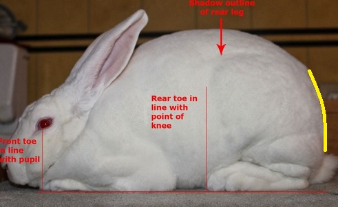 rabbit-conformation.jpg