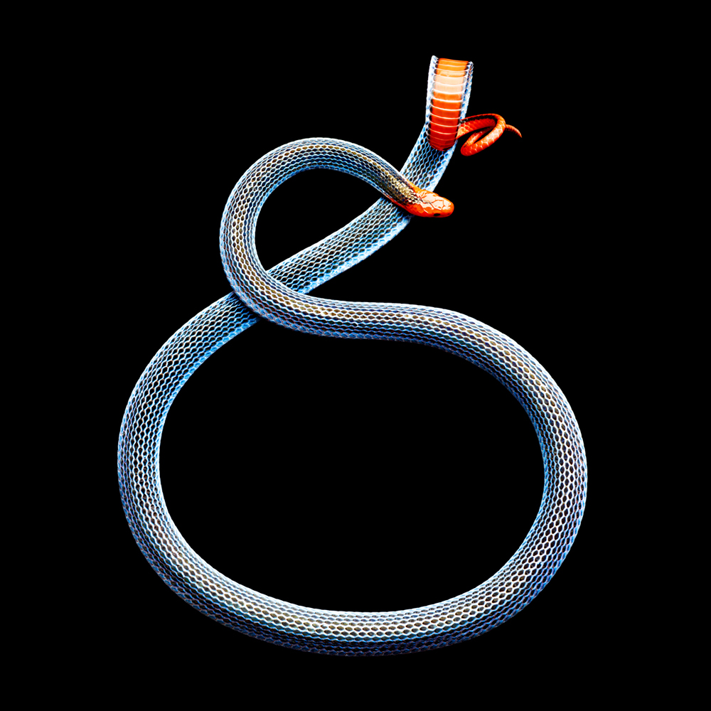 Blue-Malaysian-Coral-Snake-2011-copy.jpg