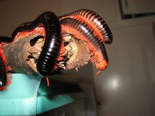 RedLeggedmillipedes.jpg