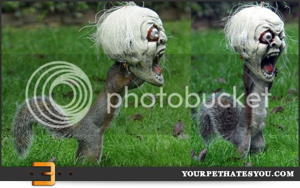 squirrel-wearing-mask.jpg