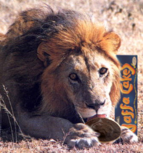 LionJaffaCakes.jpg