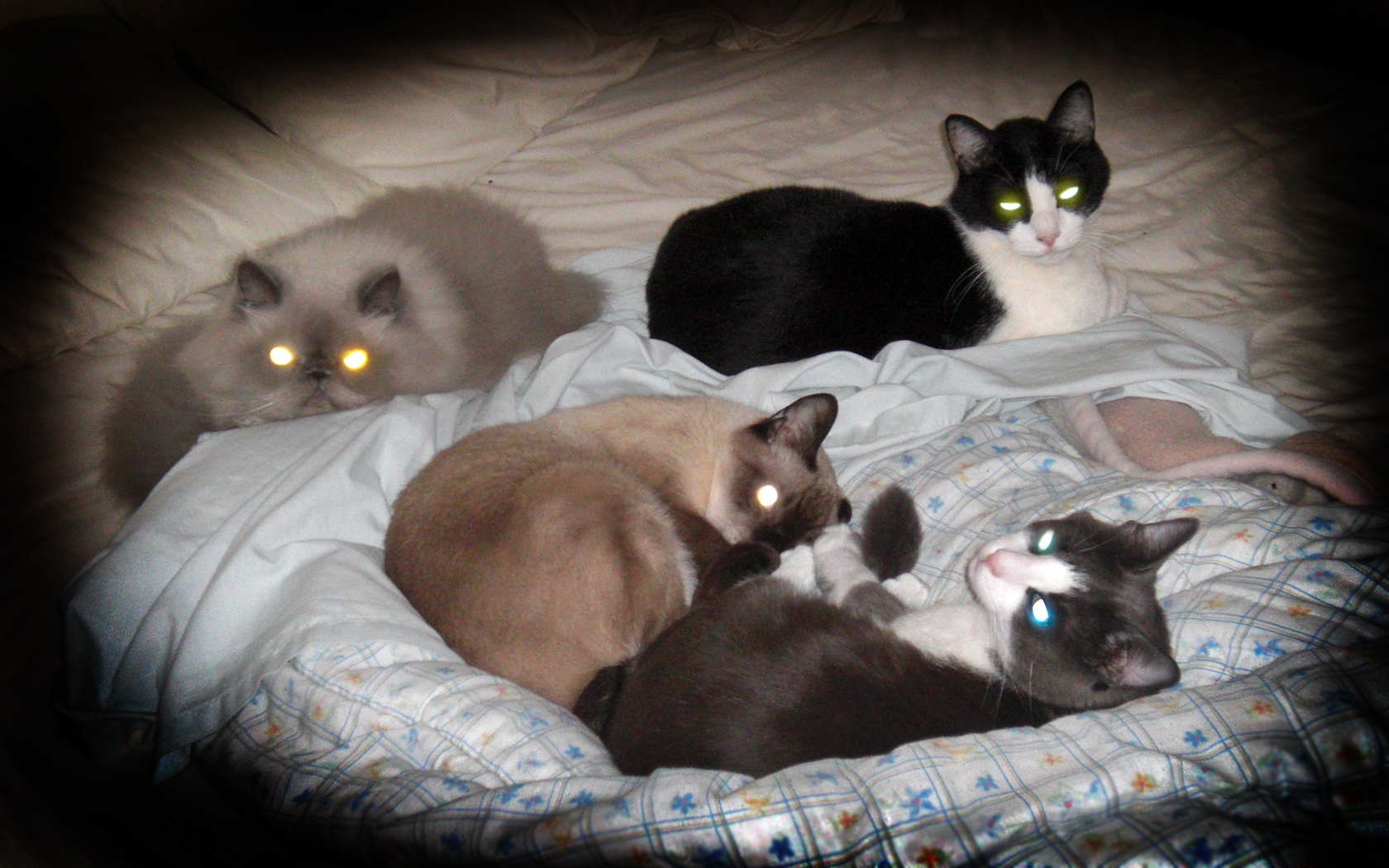 laser_eyes_4_cats_by_stele4cats-d3bgse9.jpg