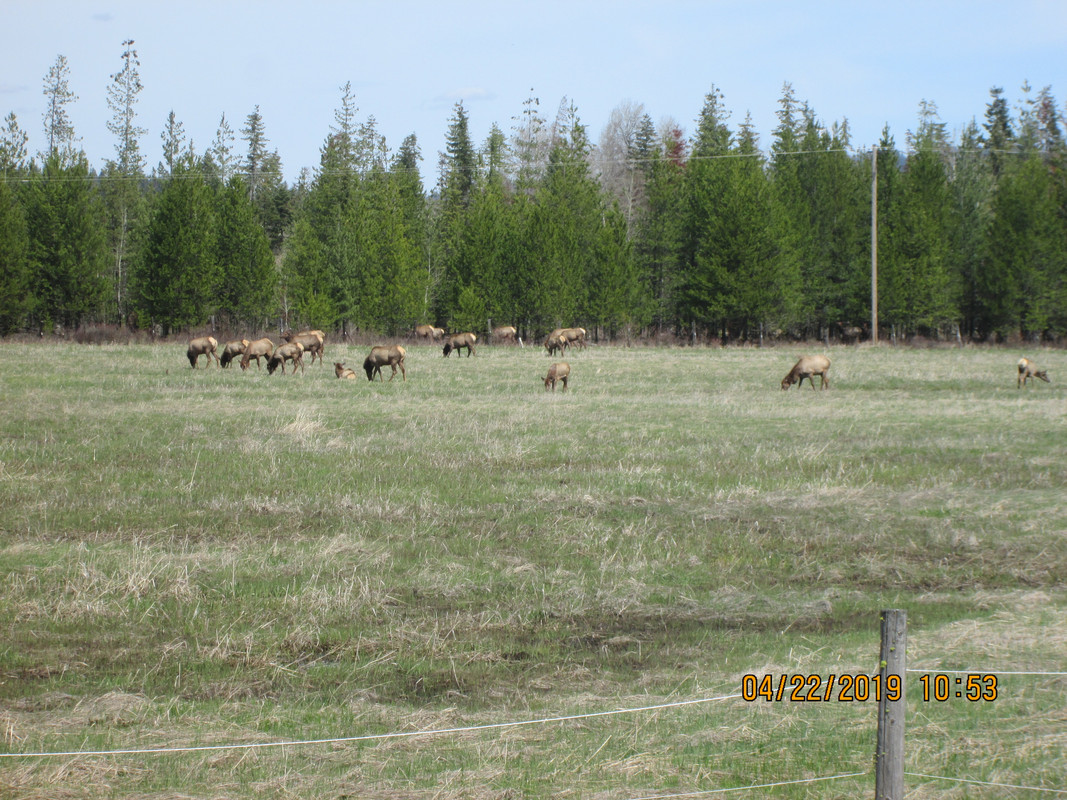 Elk-Feeding.jpg