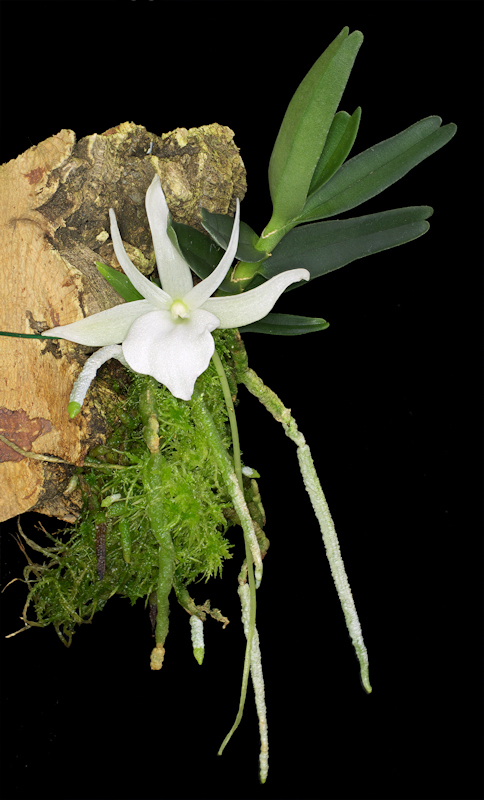 Angraecum%20didieri%2004.jpg