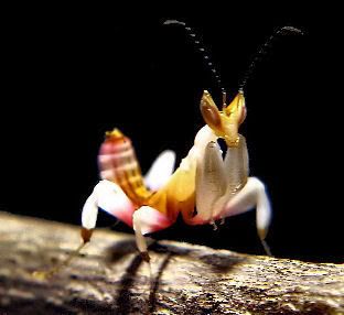 OrchidMantis-4.jpg