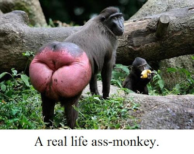 ass_monkey.jpg