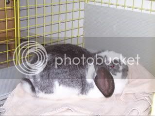 Bunnypictures-Leanne438.jpg