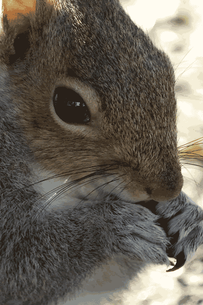 Squirrel-AP.gif