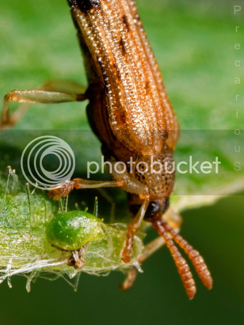 SeedBeetle_1835-sm.jpg