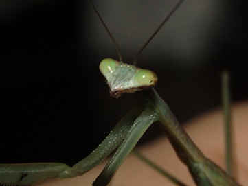 l6__supermantis__male_tenodera_sinensis__by_alexandersmantids-d938ahb.jpg