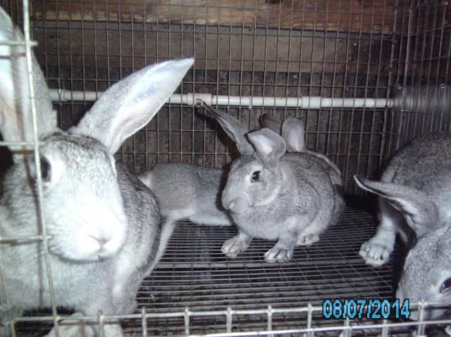 newbuns002_zps9bfd7f30.jpg