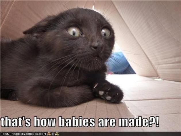 funny_cats_lol_cats_babies_are_made_by_computerguy22-d7ha2et_zps3686675a.jpg