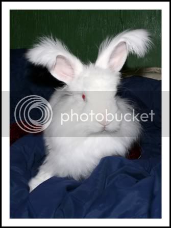 Rabbit097.jpg
