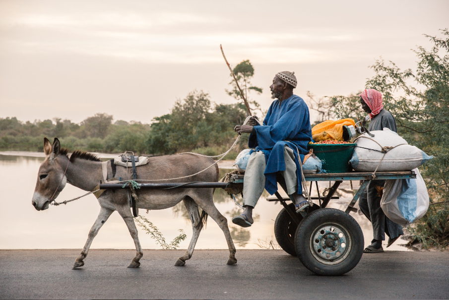 Donkey-pulling-cart-in-Senegal.png