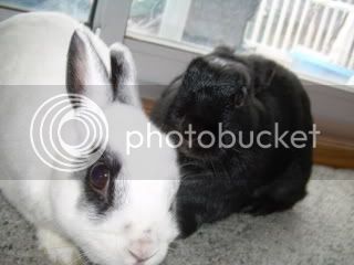 bunnysjune4008.jpg