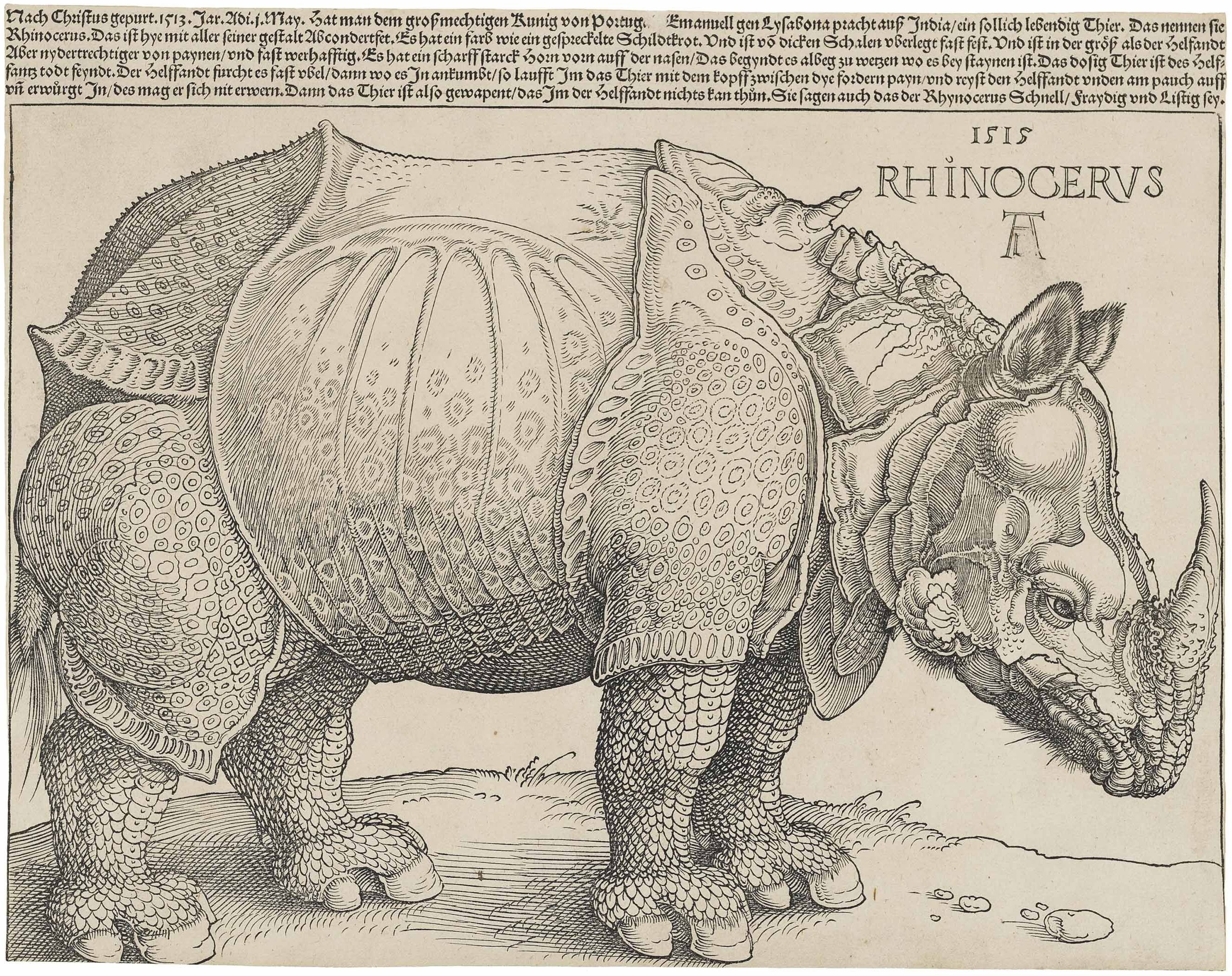 Dürer's_Rhinoceros,_1515.jpg