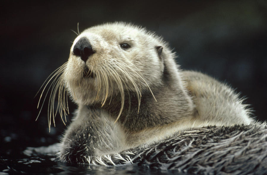 sea-otter-enhydra-lutris-floating-tim-fitzharris.jpg