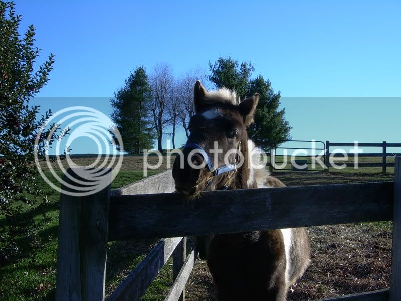 HorsesDec10004.jpg