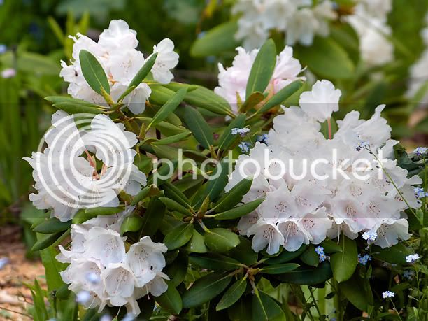RhododendronAnnaHHall2_web_modifi-1.jpg