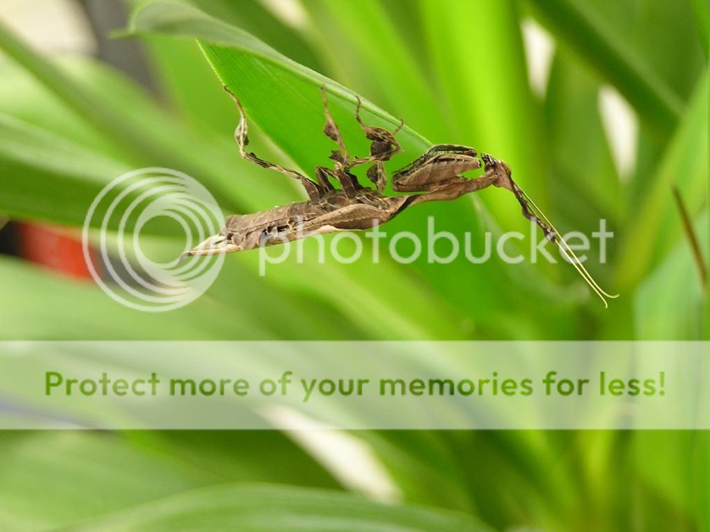 mantids022.jpg