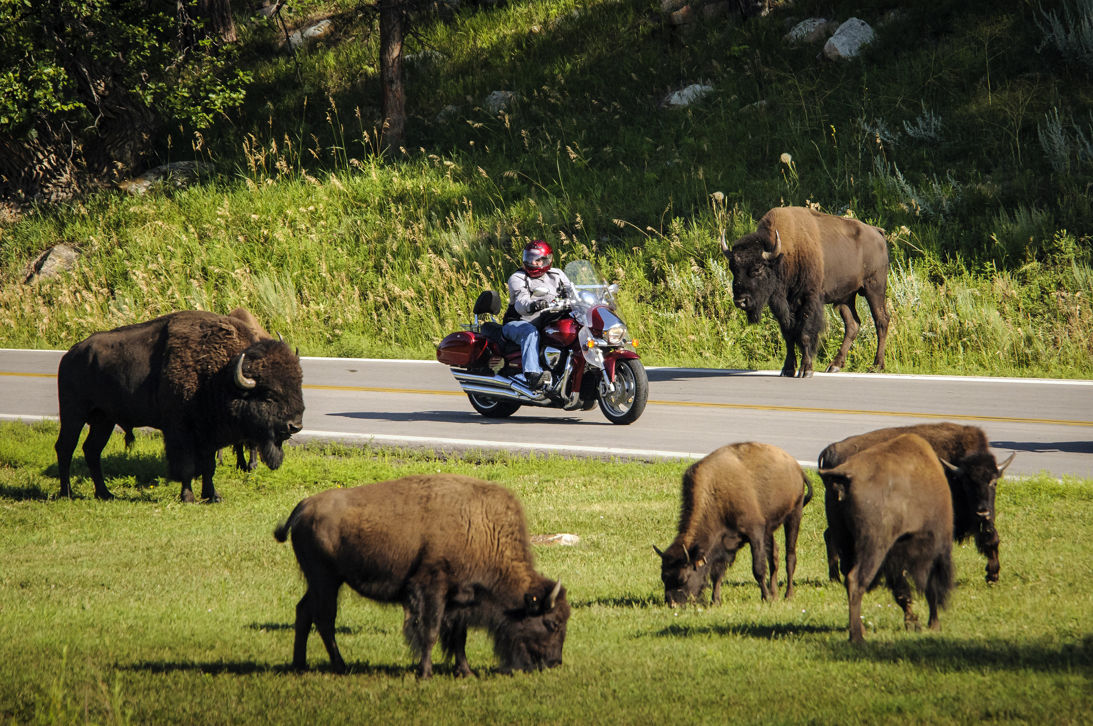 MotorcycleBuffaloSDTourism_(2).jpg