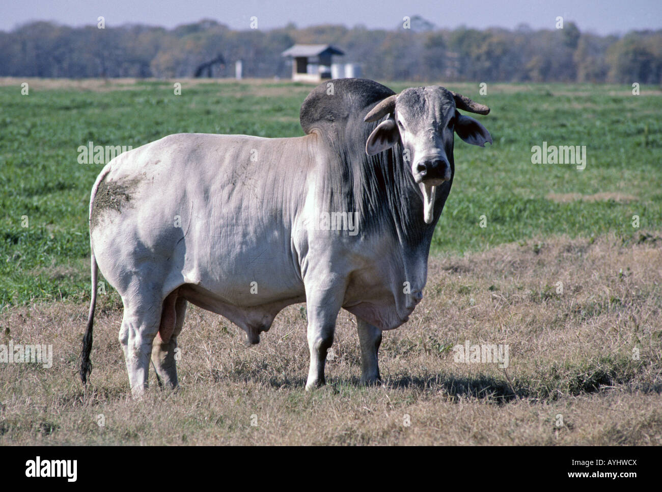 portrait-of-a-large-brahma-bull-in-a-pasture-in-east-texas-on-a-cattle-AYHWCX.jpg