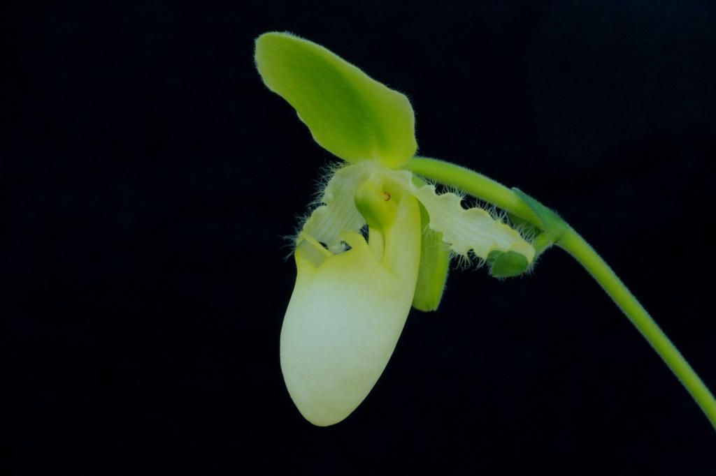 Paph%20primulinum1_zpsrtghu1re.jpg