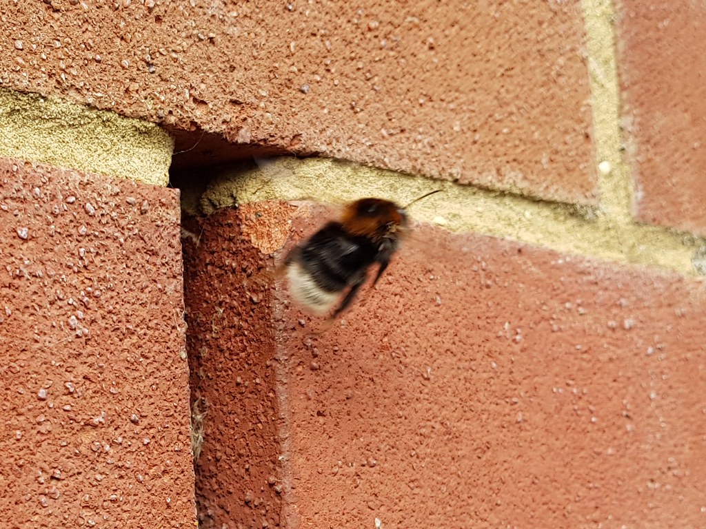 Evicting Bees From Inside The Wall Of My House Beekeeping And Apiculture Forum