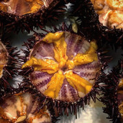 Urchins.jpg