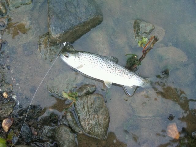 BrownTrout1.jpg