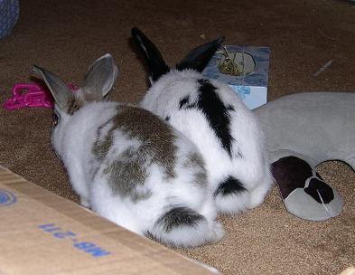 bunnies2%20007.jpg