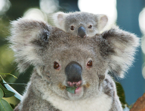 8803_Koala_Baby.jpg