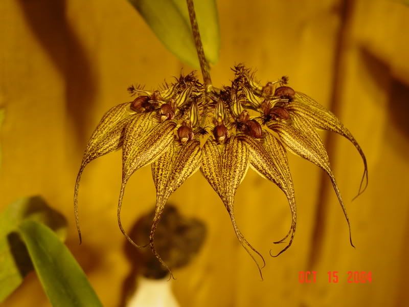 Cirrhopetalumrothschildianum7.jpg